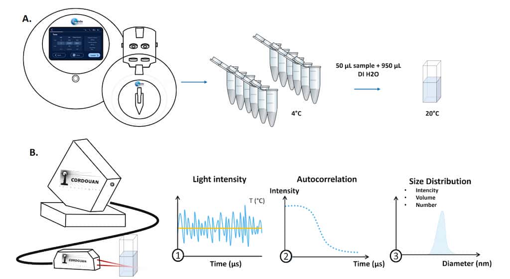 Liposomes synthesis (A) and characterization (B)
