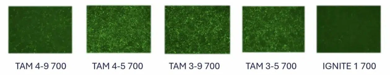 Proteing expression tamara vs ignite