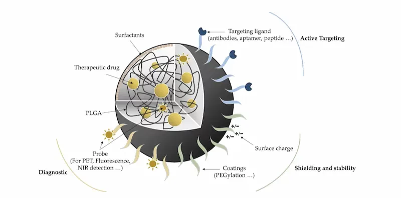 Picture of the PLGA nanoparticle including internal characteristics