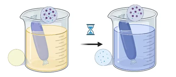dialysis of nanoparticles : from high concentration gradient to equilibrium