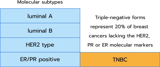 Breast cancer molecular types
