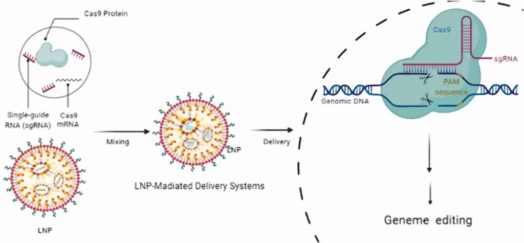 Working principle of CRISPR-Cas9 delivery with LNP