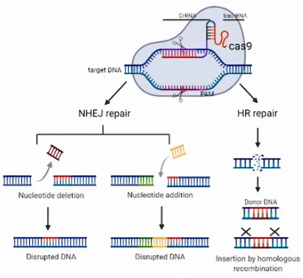CRISPR-Cas9 working principle