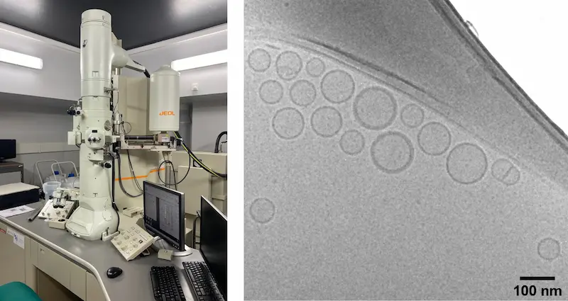 Cryo-Tem LNP example : observation through Cryo-Tem