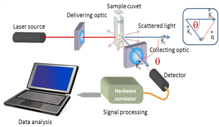 DLS working principle schematic in 3 steps. Courtesy of Cordouan Technologies