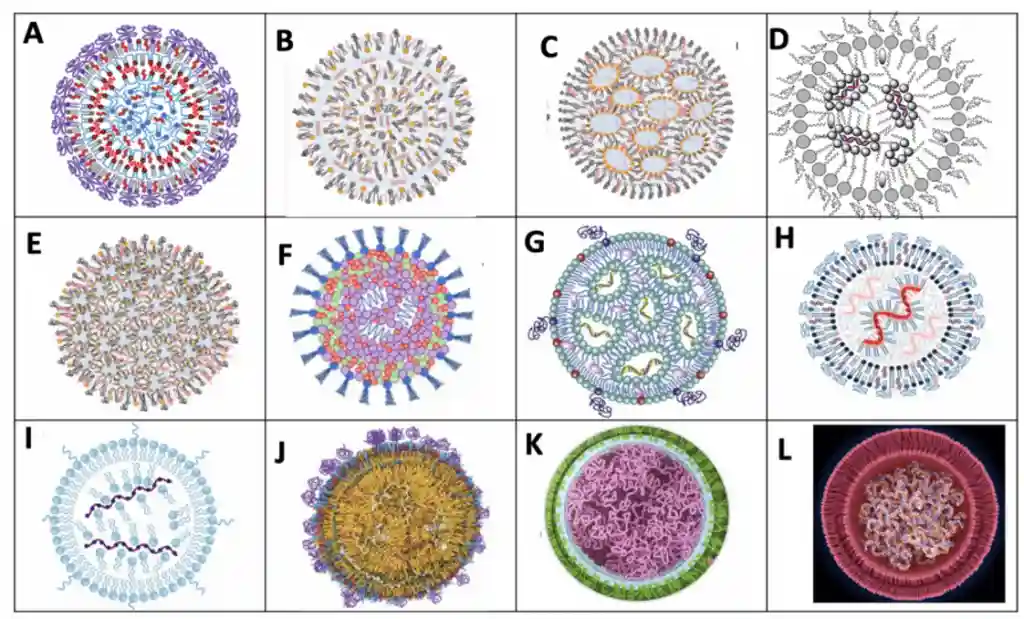 Illustration of the diversity of LNPs morphology