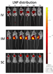 LNP repartition detected by fluorescence in mice (Live in-vivo imaging)