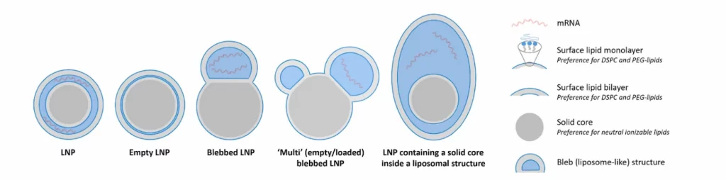 Illustration of Bleb and other possible LNP morphologies