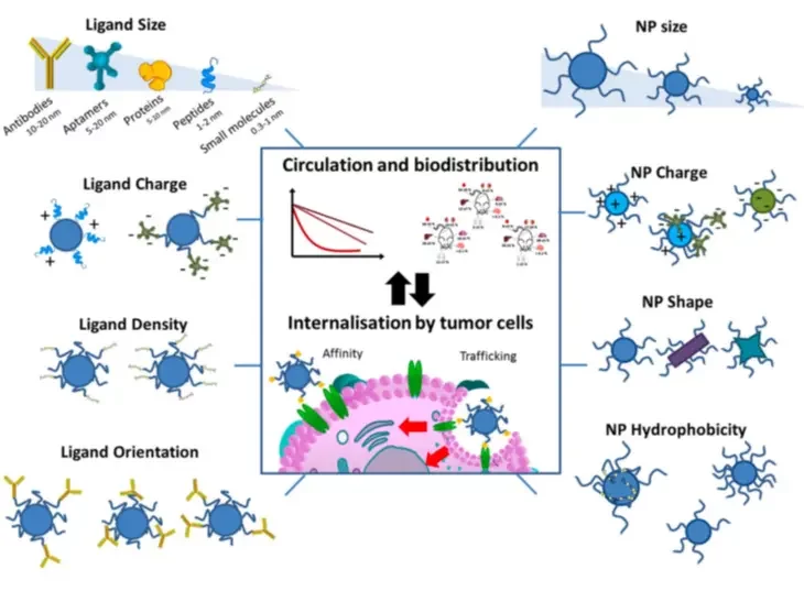 Influence of PEG on Liposomes lifespan