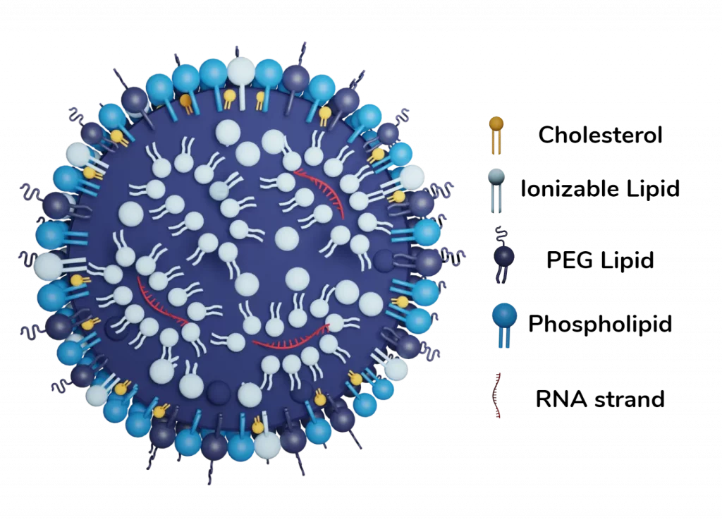 Lipid nanoparticle internal composition