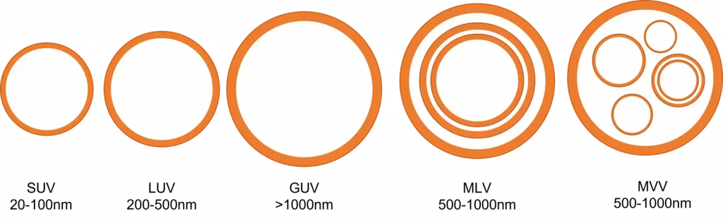 Different types of liposomes
