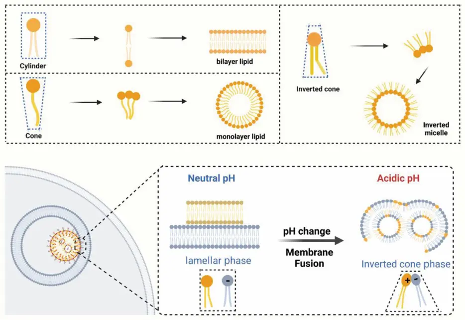 Membrane Phase transition Mechanisme for LNPs Endosomal Escape