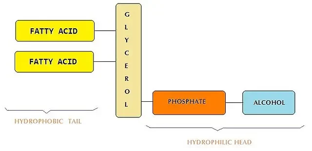 phospholipid structure used in RNA-LNP Vaccines