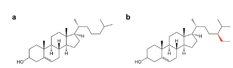 β-sitosterol chemical composition
