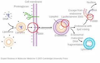 Lipofectamine mechanism