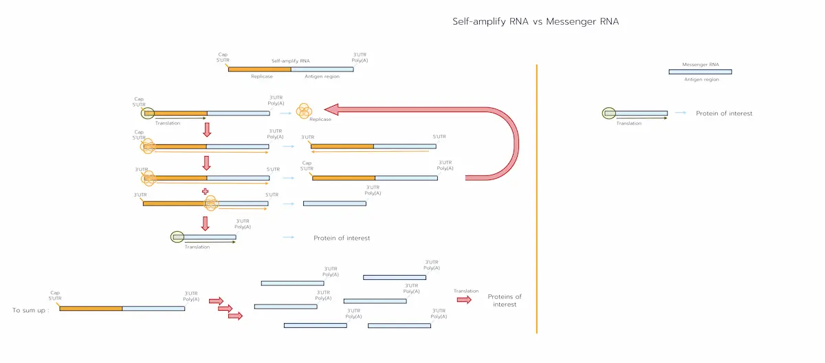 Schematic of the replication and expression of saRNA in transduced/transfected cells
