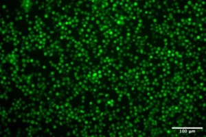 Benchmarking LNP vs Electroporation for eGFP RNA and CRISPR-Cas9 Delivery in HSCs