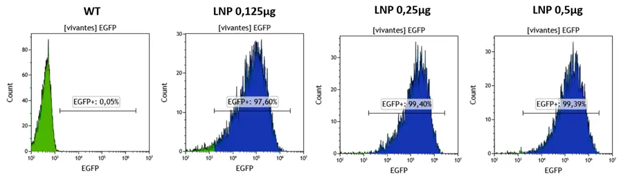 Graphs describing Transfection efficiency in HSC cells at four eGFP doses (0 µg control, 0.125 µg, 0.25 µg, and 0.5 µg), delivered via LNPs and quantified by flow cytometry.