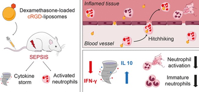 Figure 1. Neutrophil-mediated hitchhiking to improve liposomal DXM therapy in sepsis. [4]