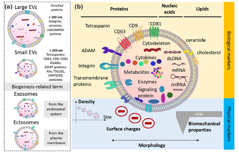 Figure 2. (a) EV subtypes: Classified by size (large >200 nm, small <200 nm) or biogenesis (exosomes from endosomal system, ectosomes from plasma membrane). (b) Subpopulation characteristics: Defined by specific biomarkers (proteins, nucleic acids, lipids) and physical properties (density, morphology, charge, biomechanical features). [11]
