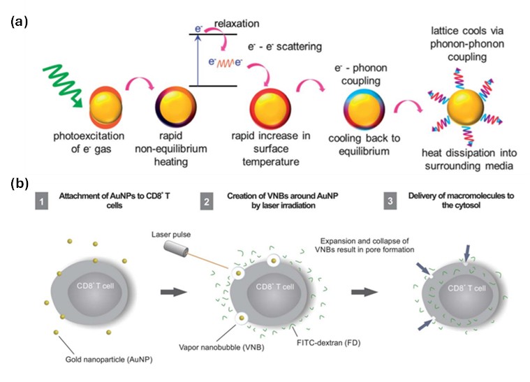Figure 3. (a) Mechanism of photothermal light-to-heat conversion by plasmonic nanoparticles. [12] (b) Gold nanoparticle-enabled photoporation of cytotoxic T cells through laser-induced vapor nanobubbles. [13]
