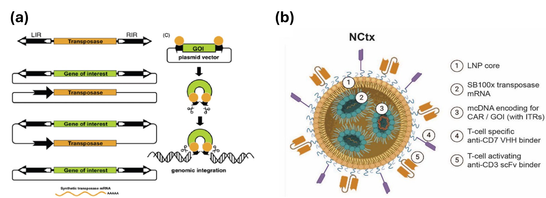 Figure 1. (a) The Sleeping Beauty transposon system. [2]  (b) An example of targeted LNP platform for T cell engineering. [3]