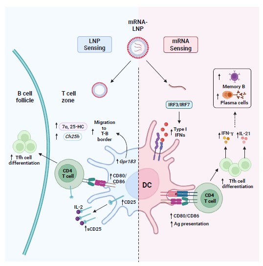Figure 2. Dual adjuvant mechanism of mRNA–LNP vaccines. [4]