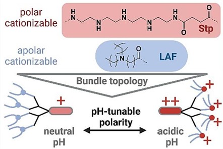 Figure 3. Double pH-responsive LAF-XPs. [5]