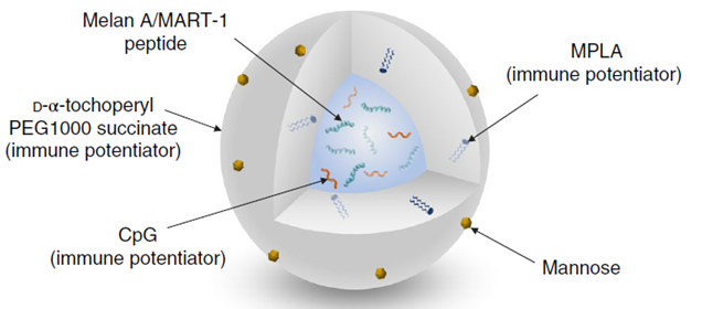 Figure 4. Mannosylated PLGA/PLA nanoparticles, engineered to co-deliver melanoma-associated antigens (Melan A/MART-1 peptide) and Toll-like receptor agonists (CpG, MPLA) to dendritic cells for targeted cancer therapy. [8]