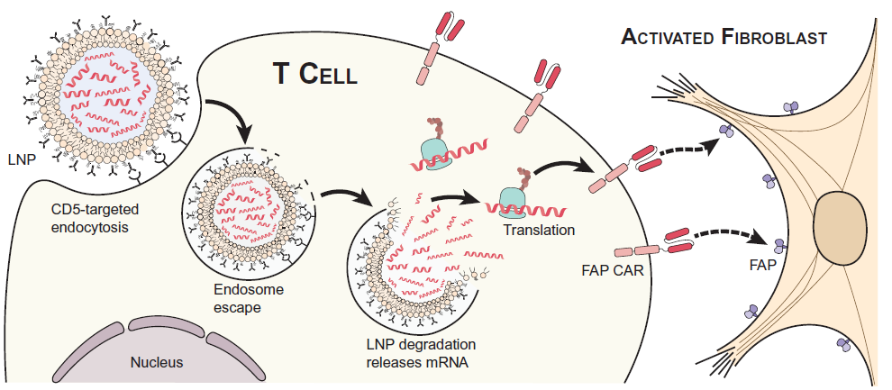 Figure 3. CAR T cells designed against fibroblast activation protein (FAP) to target activated fibroblasts using CD5-targeted LNPs. [8]