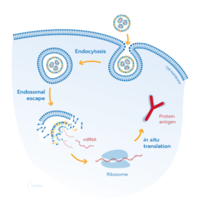 Featured-image_APN_In vivo evaluation of mRNA-LNP vaccines formulated using TAMARA-png