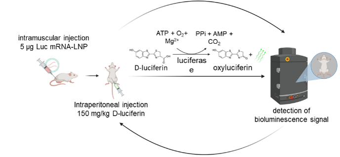 Figure 1. Experimental workflow for in vivo bioluminescence imaging.