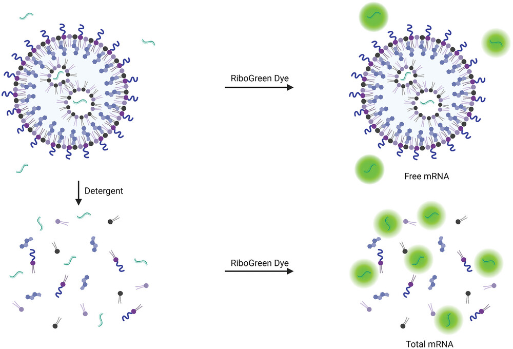 RNA-LNP_Encapsulation-Efficiency_Fig1