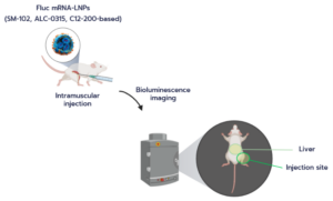 Strathclyde-APN_Featured-image_In Vivo Evaluation of Standard mRNA-LNP Formulations Produced with TAMARA
