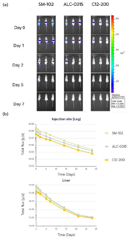 Figure 2. (a) Representative in vivo bioluminescence images (ventral view) following IM administration of Fluc mRNA-LNPs formulated with SM-102, ALC-0315, and C12-200 at selected time points (Day 0, 1, 2, 5, and 7). (b) Quantitative analysis of total flux over time at the injection site (top) and in the liver (bottom). All time points are shown (Day 0 - 28).